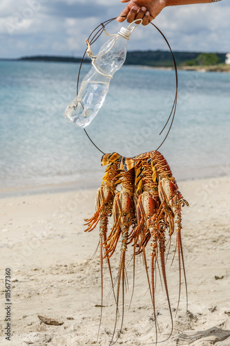 Several freshly caught big caribbean langustas or spiny lobsters tied together to be cooked on Luna beach, Cienfuegos, Cuba photo