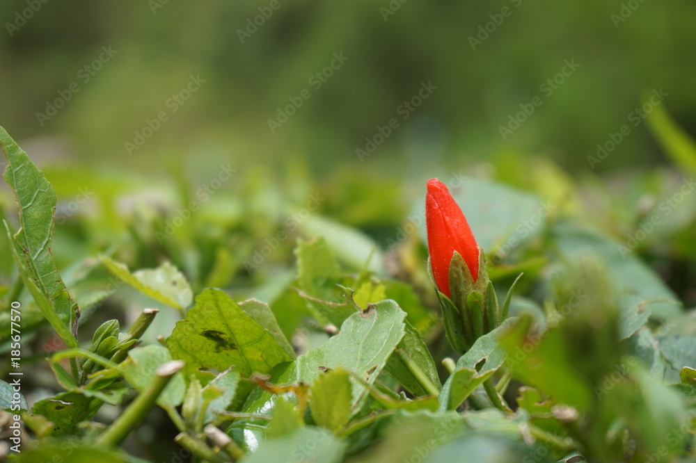 Obraz premium beautifully colored flowers