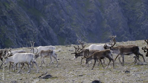 Reindeer herd at the North Cape photo