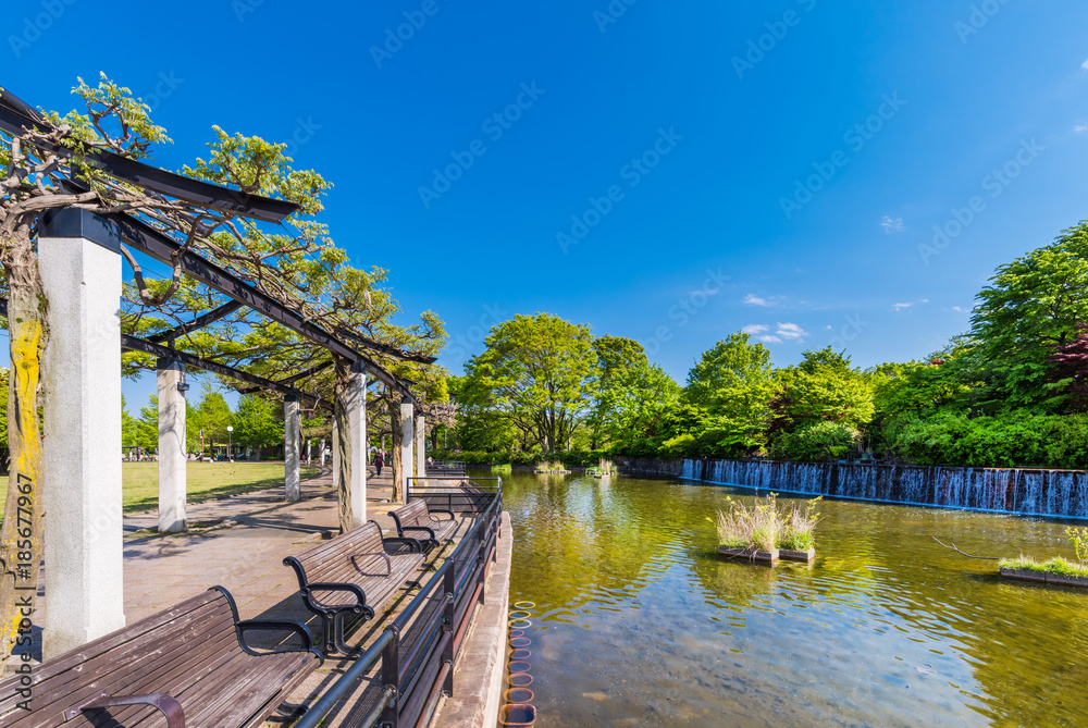 Fototapeta premium 武蔵国分寺公園の武蔵の池