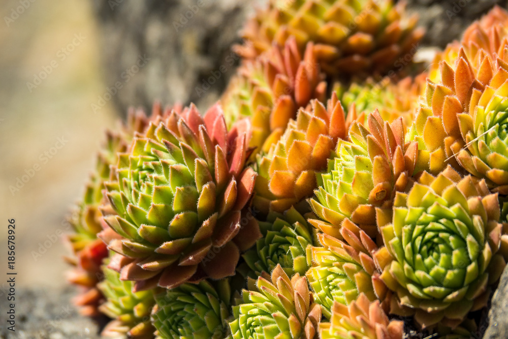 small green cactus with red edge covered ground under the sun small green cactus with red edge covered ground under the sun
