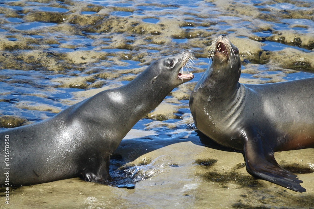 Obraz premium Sea Lions