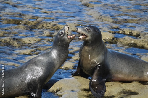 Sea Lions fighting