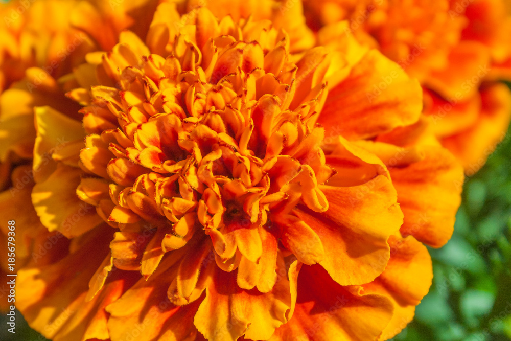 Orange marigold flowers in the garden (closeup) Orange marigold flowers in the garden (closeup)