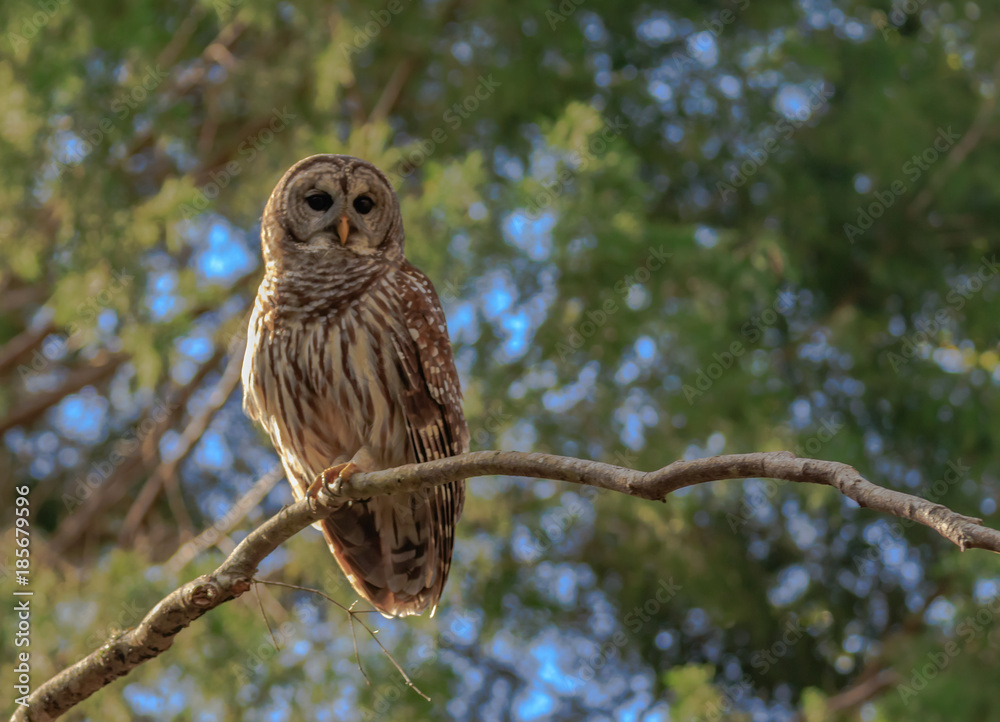 BARRED OWL BARRED OWL