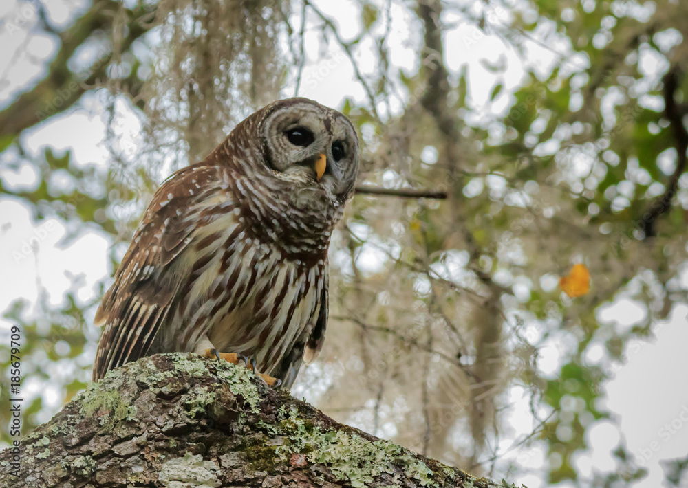 BARRED OWL BARRED OWL