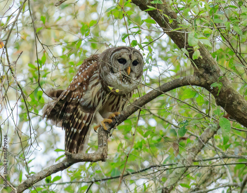 Fototapeta premium BARRED OWL