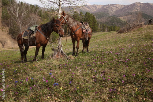 Altai, horses, horse trekking, mountain, spring, primrose