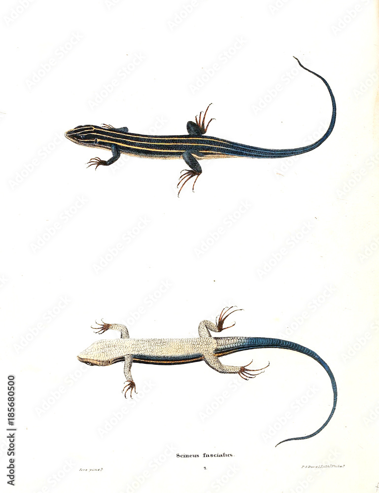 Fototapeta premium Lizard.