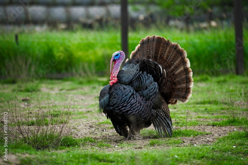Colorful male turkey cock at a farm