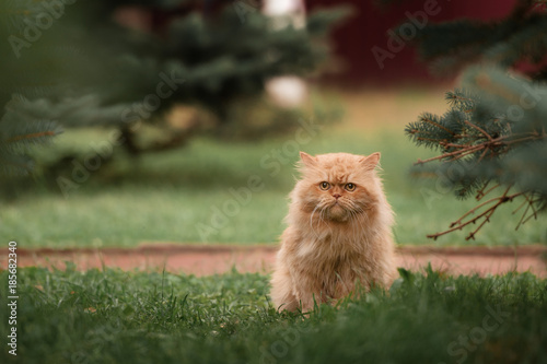 Red persian cat in the grass