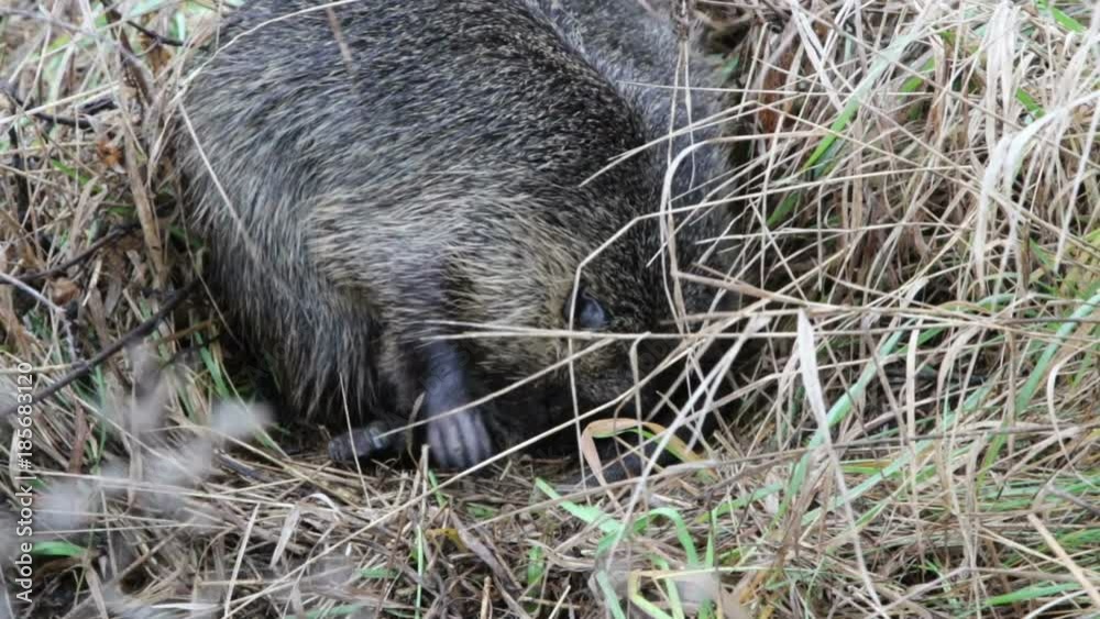 Nutria (Myocastor coypus), in native habitat
Nutria (Myocastor coypus), in native habitat