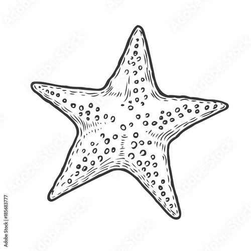 Hand drawn marine Starfish