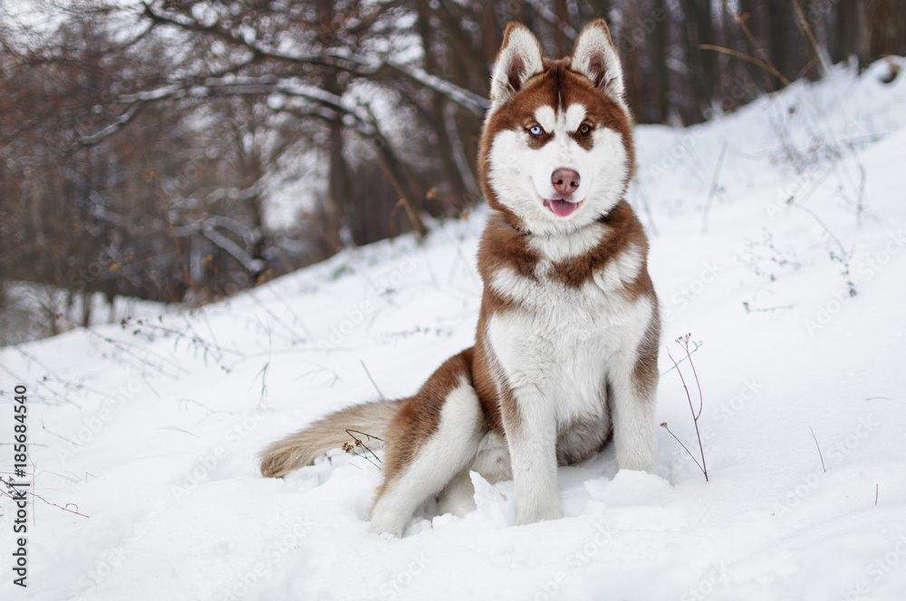 Portrait of a Husky dog in the winter forest