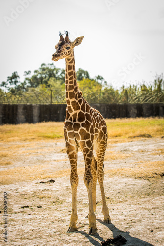 Photography Yong baby giraffe