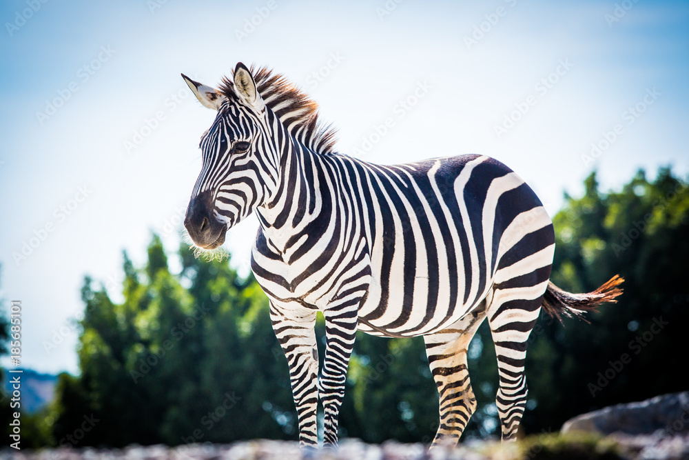 Fototapeta premium Beautiful zebra standing alone