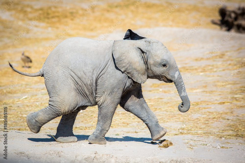 Fototapeta premium Baby elephant running sideways