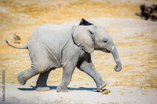 Baby elephant running sideways