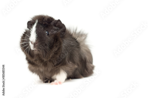 Guinea Pig isolated on white