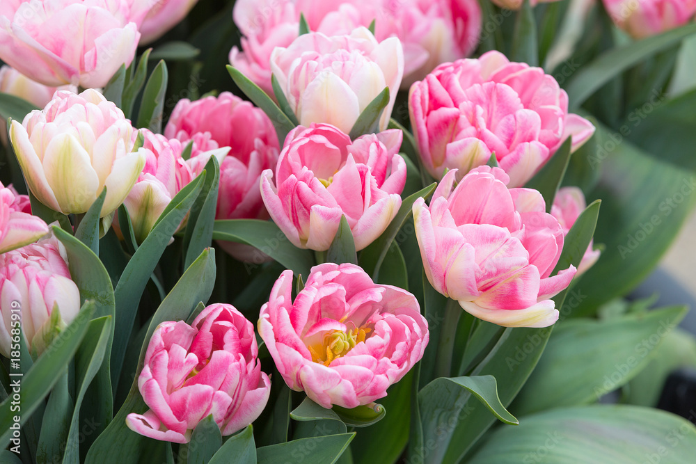 Fototapeta premium Classic pink and Tulips - Tulipa.