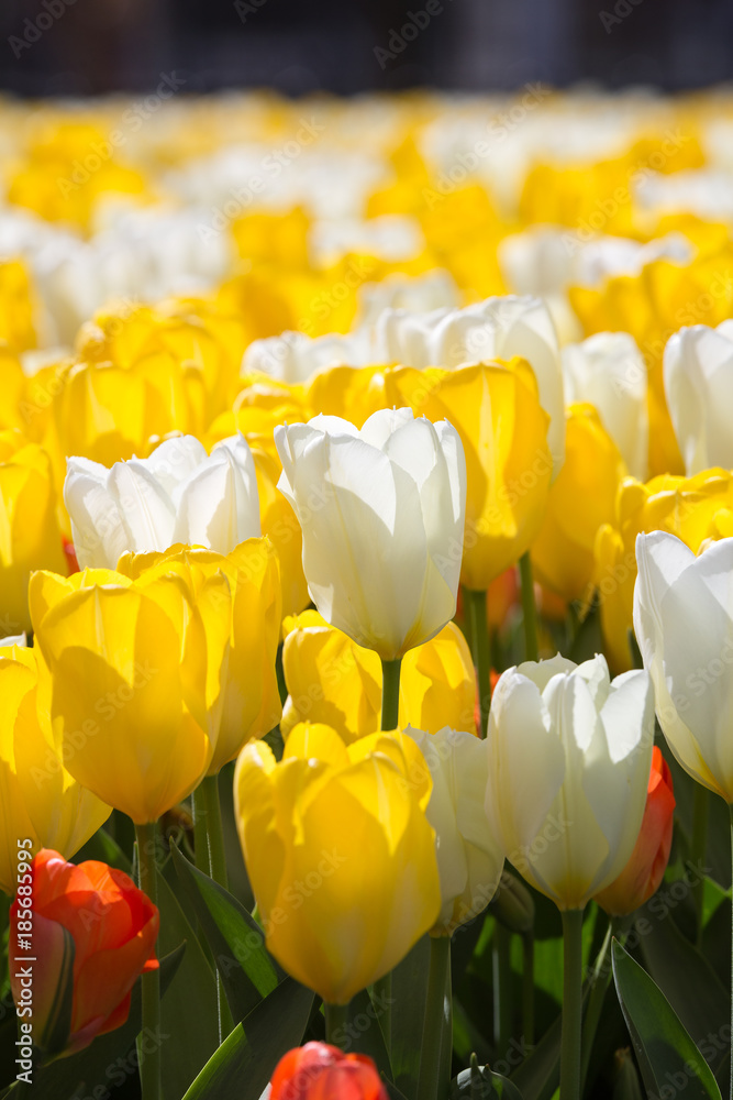 Obraz premium A field of white, yellow and some red flowering Tulips - Tulipa - during the Tulip festival in April in Amsterdam, The Netherlands, Europe.