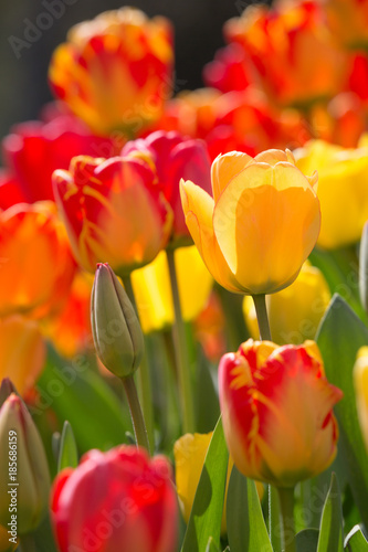 Close up of a  field of mixed orange  yellow and red Tulips - Tulipa - with a blurry colorful background  during the Tulip Festival in in April Amsterdam  The Netherlands  Europe.