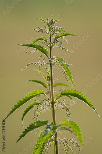 A side view of a Common Nettle  Stinging Nettle  or Nettle Leaf - Urtica dioica with a blurry green and brown background.