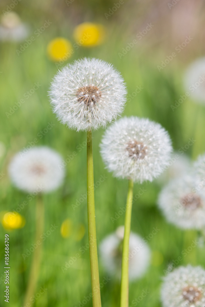 Two Dandelion seed heads with blurry ones in the back.