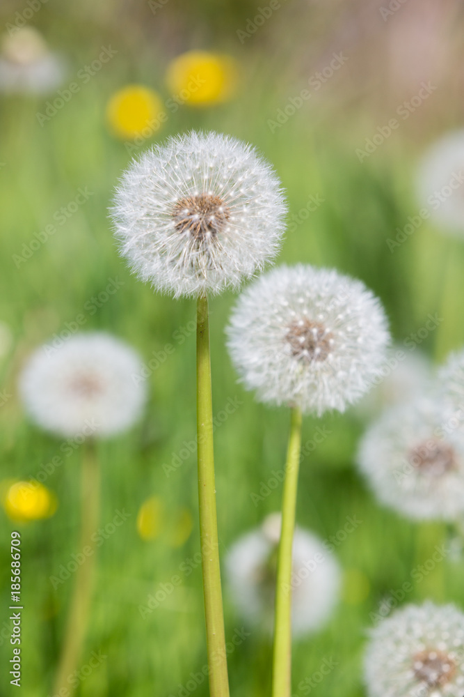 Two Dandelion seed heads with blurry ones in the back. Two Dandelion seed heads with blurry ones in the back.