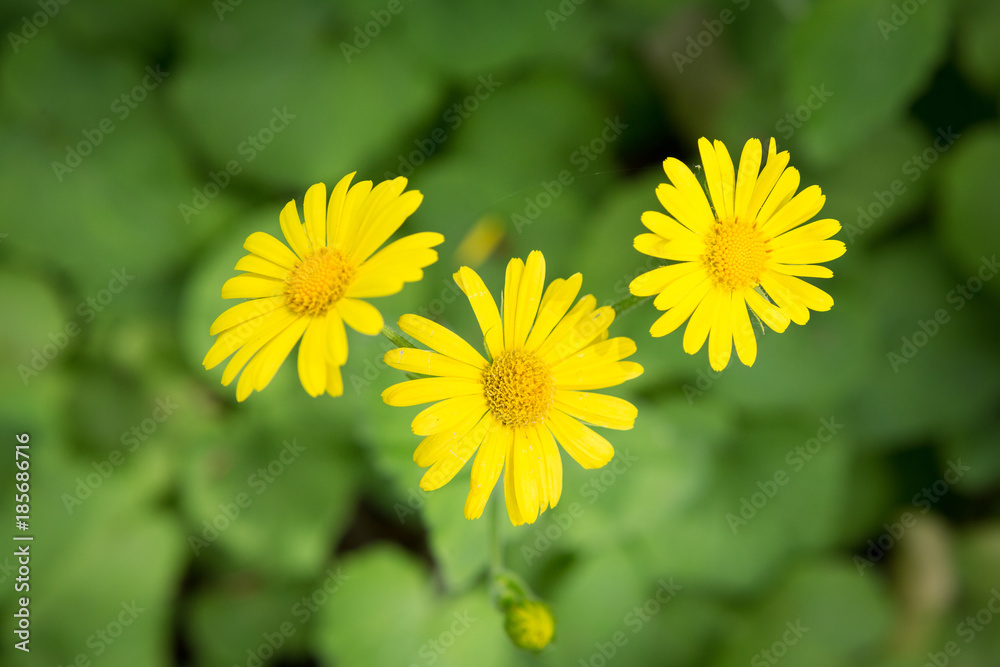 Leopard's Bane, Doronicum orientale. Leopard's Bane, Doronicum orientale.