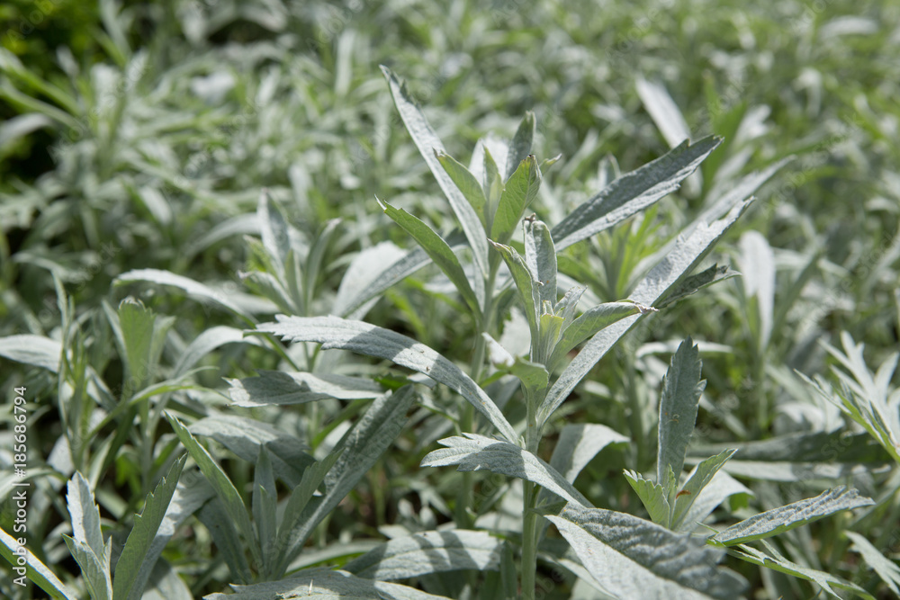Silver wormwood, western mugwort, Louisiana wormwood, white sagebrush, and gray sagewort - Artemisia ludoviciana. Silver wormwood, western mugwort, Louisiana wormwood, white sagebrush, and gray sagewort - Artemisia ludoviciana.