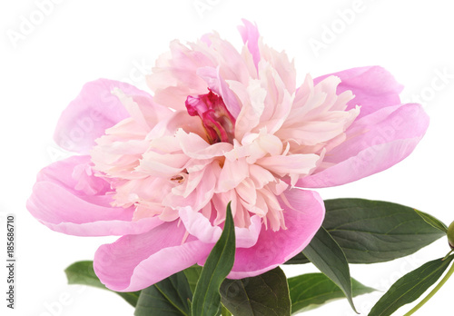 Pink beautiful peony.