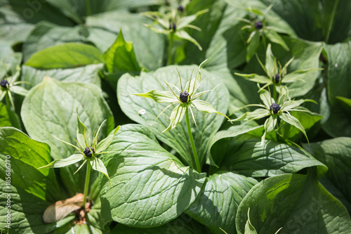 Paris quadrifolia, the herb-paris or true lover's knot.