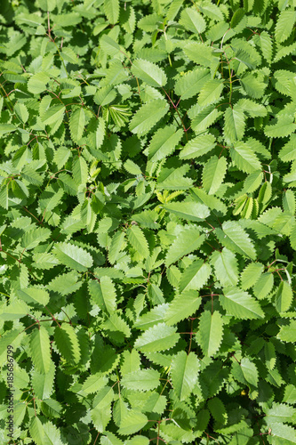 Top view of the leaves of the Great Burnet - Sanguisorba officinalis. photo