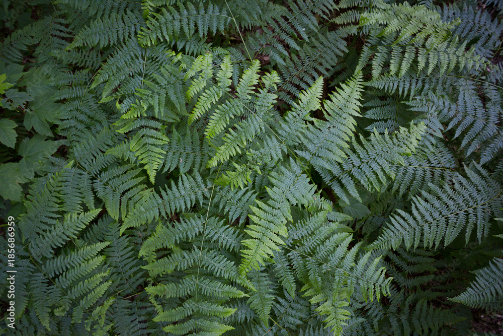 Green fern or bracken leaves - frond.