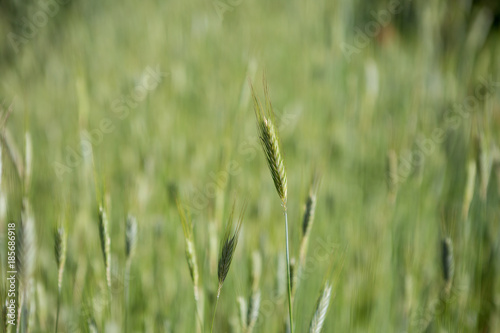 Wheat seed with a blurry green background.