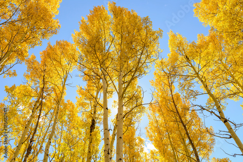 Golden Grove - back-lit low-angle view of bright sunlight shining on a golden autumn aspen grove. photo