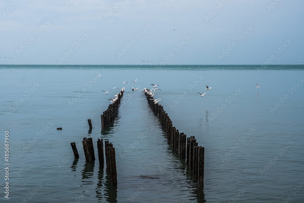 Seagulls on breakwaters of the Black Sea, Poti, Georgia