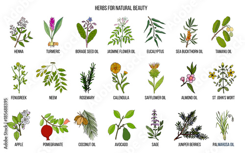 Best herbs for natural beauty photo
