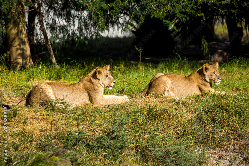 Young lions on the grass Young lions on the grass
