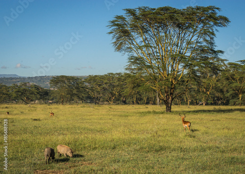 Warthogs in Masai Mara Nature Reserve in Kenya photo