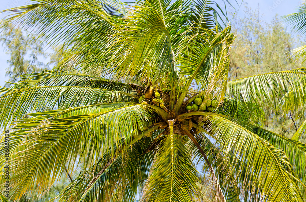 Obraz premium One palm tree on the shore