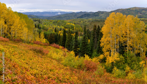 Autumn Mountain Valley - A  panoramic overview of a colorful autumn mountain valley in Routt National Forest  Steamboat Springs  Colorado  USA.