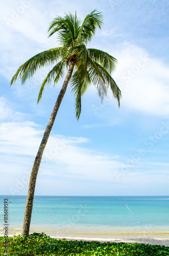 One palm tree on the shore