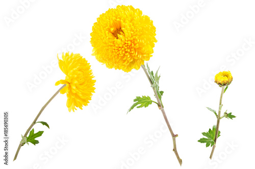 Fotografia Set of bright yellow chrysanthemums isolated on white background (open flowers and bud)