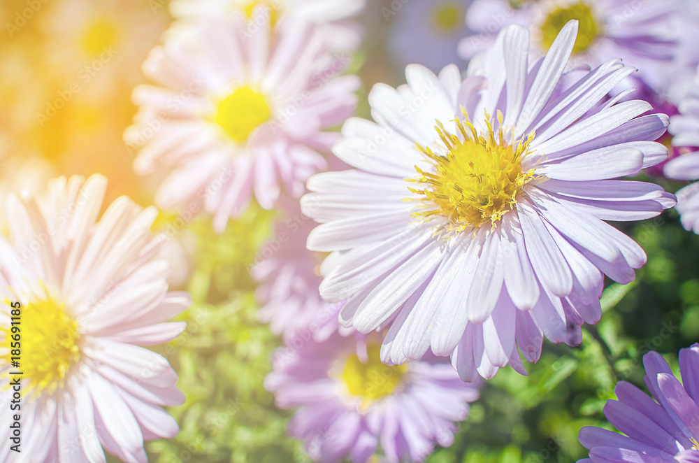 Soft daisies bloom in summer
