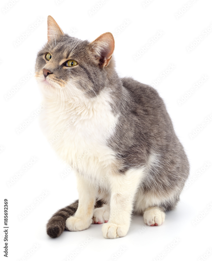 Obraz premium Cat on a white background