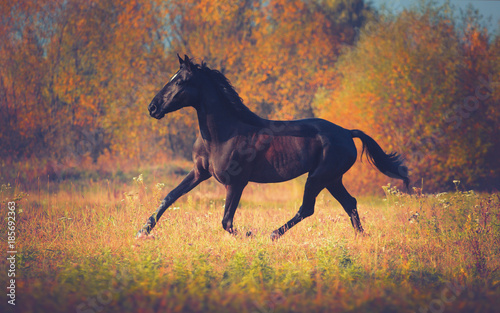 Black horse trotting on the autumn nature background 