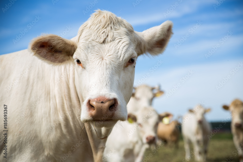 Portrait of a white cow, standing in a field. Portrait of a white cow, standing in a field.