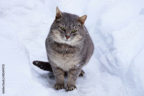 серый кот сидит в снегу на тропинке на улице